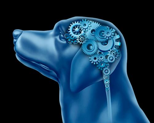 la domesticacioacuten de los perros puede haber aumentado los cambios geneacuteticos nocivos la domesticacioacuten de los perros puede haber aumentado los cambios geneacuteticos nocivos