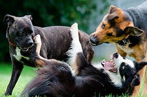 la dominancia en un grupo de perros expresada en cifras la dominancia en un grupo de perros expresada en cifras