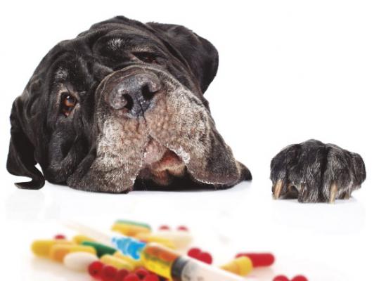 la estenosis subaoacutertica en perros la estenosis subaoacutertica en perros