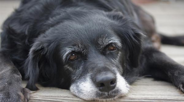 estudian un faacutermaco que combate el envejecimiento en perros estudian un faacutermaco que combate el envejecimiento en perros