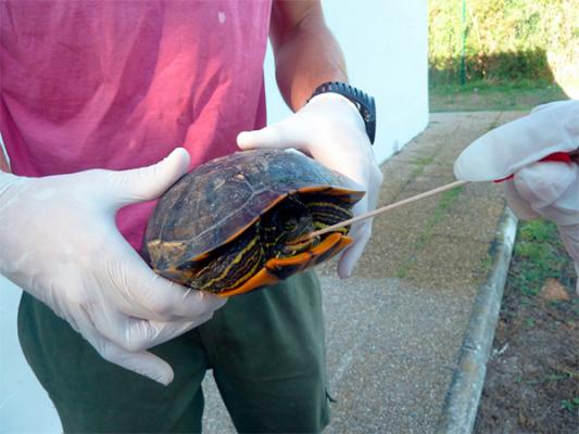 un estudio de la ceuuch detecta salmonella en el 30 de tortugas mascota de valencia un estudio de la ceuuch detecta salmonella en el 30 de tortugas mascota de valencia