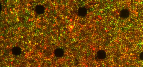 un estudio del csic trata de identificar nuevos reguladores de bacterias para mejorar la salud animal un estudio del csic trata de identificar nuevos reguladores de bacterias para mejorar la salud animal