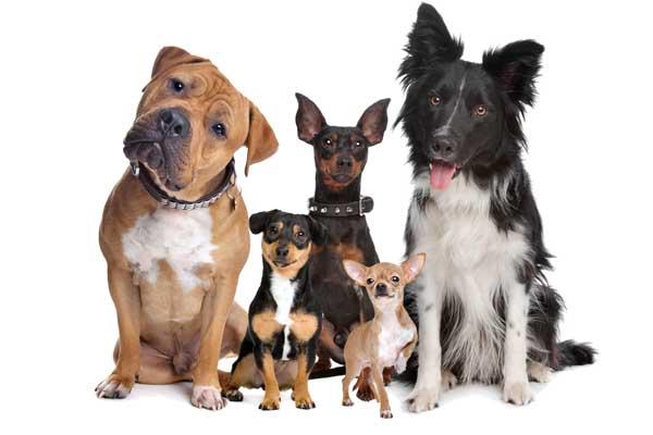un estudio revela el aacuterbol genealoacutegico de los perros un estudio revela el aacuterbol genealoacutegico de los perros