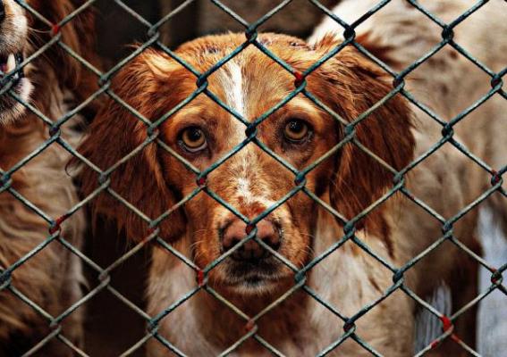 la fve exige acabar con el sufrimiento de los animales durante el transporte de larga distancia la fve exige acabar con el sufrimiento de los animales durante el transporte de larga distancia