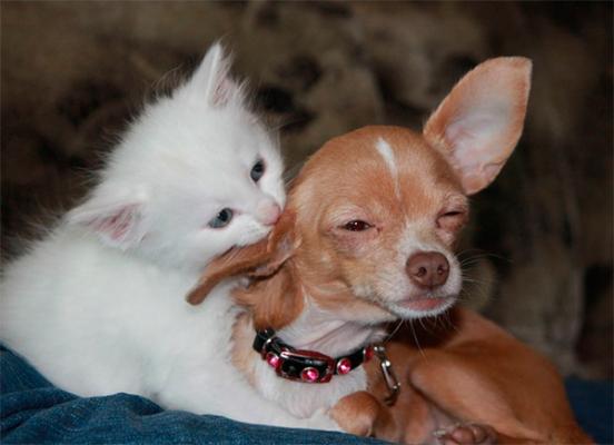 una explicacioacuten cientiacutefica al porqueacute de la mayor independencia casera de los gatos respecto a los perros una explicacioacuten cientiacutefica al porqueacute de la mayor independencia casera de los gatos respecto a los perros