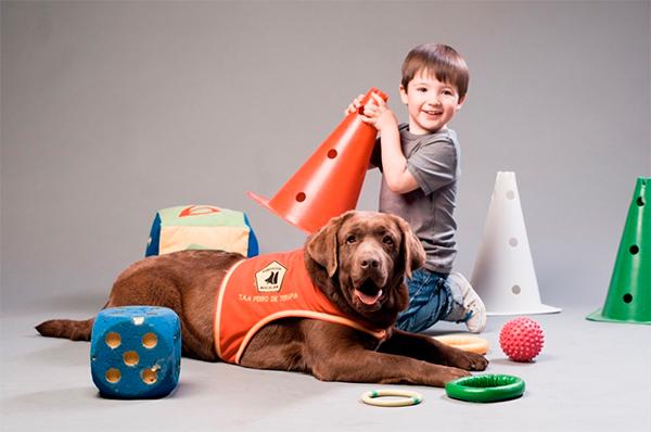la facultad de veterinaria de tennessee estudiaraacute si la terapia con perros puede reducir la dosis de sedacioacuten en nintildeos sometidos a cirugiacutea la facultad de veterinaria de tennessee estudiaraacute si la terapia con perros puede reducir la dosis de sedacioacuten en nintildeos sometidos a cirugiacutea