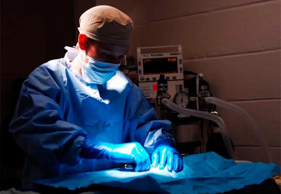 los farmaceacuteuticos alertan sobre la venta ilegal de medicamentos en cliacutenicas veterinarias los farmaceacuteuticos alertan sobre la venta ilegal de medicamentos en cliacutenicas veterinarias