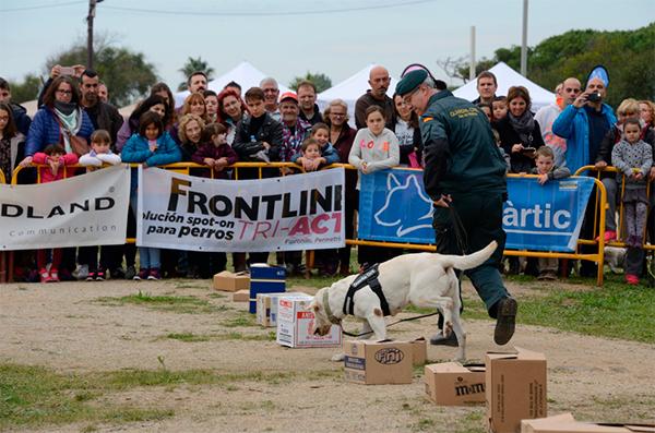 frontline tri act patrocina el dog day by gos agravertic frontline tri act patrocina el dog day by gos agravertic
