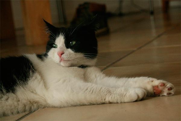 los gatos ganan terreno al perro como animal de compantildeiacutea en madrid los gatos ganan terreno al perro como animal de compantildeiacutea en madrid