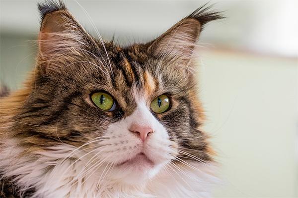 los gatos tambieacuten sufren hipertensioacuten los gatos tambieacuten sufren hipertensioacuten