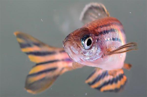 hallan nuevas formas de plasticidad sexual en los peces hallan nuevas formas de plasticidad sexual en los peces