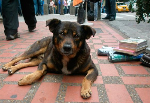 holanda demuestra que un mundo sin perros callejeros es posible holanda demuestra que un mundo sin perros callejeros es posible