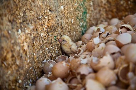 igualdad animal muestra el maltrato de las incubadoras de pollos igualdad animal muestra el maltrato de las incubadoras de pollos