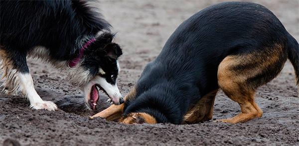 la importancia de la accioacuten veterinaria en el diacutea mundial de la rabia la importancia de la accioacuten veterinaria en el diacutea mundial de la rabia