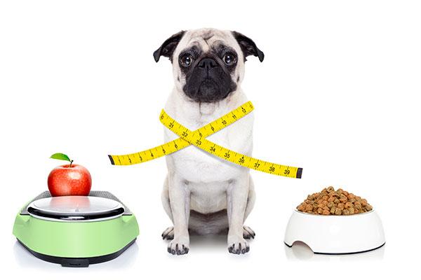 incremento ilimitado de la obesidad en perros incremento ilimitado de la obesidad en perros