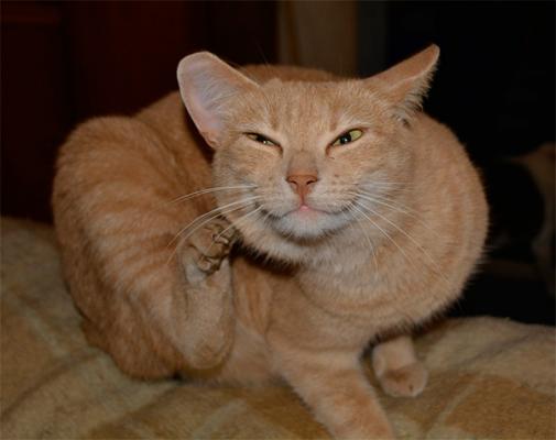 la inteligencia de los gatos se equipara con la de los perros la inteligencia de los gatos se equipara con la de los perros