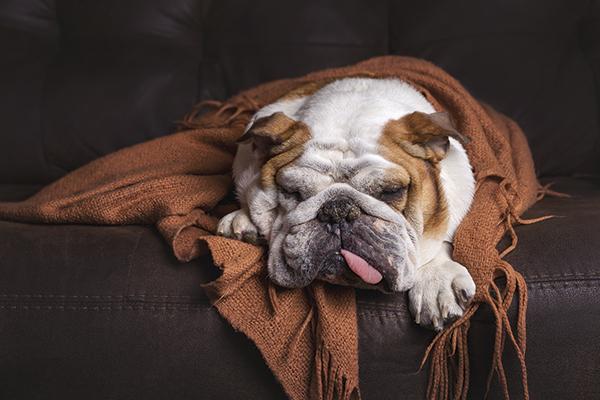 intoxicaciones que originan siacutentomas neuroloacutegicos en perros y gatos parte ii intoxicaciones que originan siacutentomas neuroloacutegicos en perros y gatos parte ii