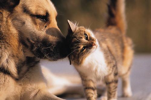 iquestpor queacute los gatos son maacutes independientes que los perros iquestpor queacute los gatos son maacutes independientes que los perros
