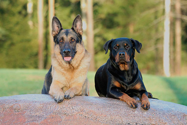iquestqueacute y coacutemo ven los perros iquestqueacute y coacutemo ven los perros