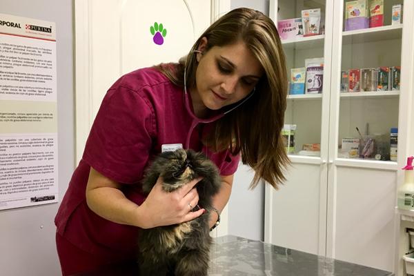 ldquolos duentildeos entienden que los mismos avances que hay en medicina humana tambieacuten los hay la veterinariardquo ldquolos duentildeos entienden que los mismos avances que hay en medicina humana tambieacuten los hay la veterinariardquo