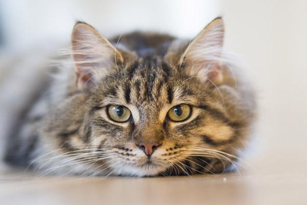 leishmaniasis en gatos siacutentomas diagnoacutestico y tratamiento leishmaniasis en gatos siacutentomas diagnoacutestico y tratamiento