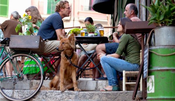 maacutelaga abre el acceso con mascota a los locales si estos no hacen prohibicioacuten expresa maacutelaga abre el acceso con mascota a los locales si estos no hacen prohibicioacuten expresa
