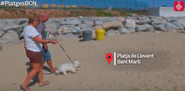 maacutes de 10400 perros ya han disfrutado de su playa en barcelona maacutes de 10400 perros ya han disfrutado de su playa en barcelona