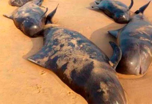 maacutes de 100 ballenas varadas quedan atrapadas en la costa de la india maacutes de 100 ballenas varadas quedan atrapadas en la costa de la india