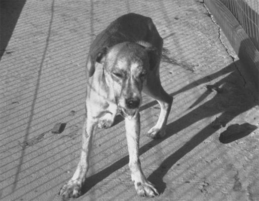 maacutes del 99 de los casos de rabia humana son secundarios a mordeduras de perro maacutes del 99 de los casos de rabia humana son secundarios a mordeduras de perro