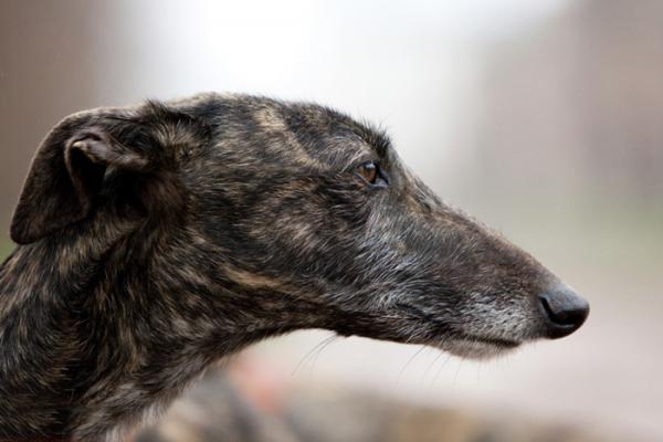 el cov de madrid y quotgalgos sin fronterasquot convocan un acto contra el maltrato y abandono de los galgos el cov de madrid y quotgalgos sin fronterasquot convocan un acto contra el maltrato y abandono de los galgos