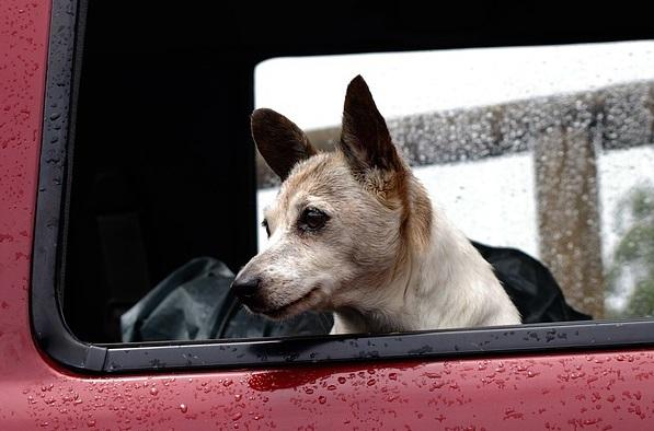 el magrama lanza una nueva web con toda la informacioacuten de intereacutes sobre viajes con animales de compantildeiacutea el magrama lanza una nueva web con toda la informacioacuten de intereacutes sobre viajes con animales de compantildeiacutea