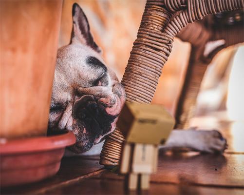 las mascotas y el cambio de tradiciones en la generacioacuten millenial las mascotas y el cambio de tradiciones en la generacioacuten millenial
