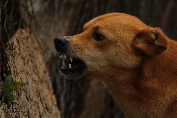 melilla confirma dos casos de rabia canina melilla confirma dos casos de rabia canina