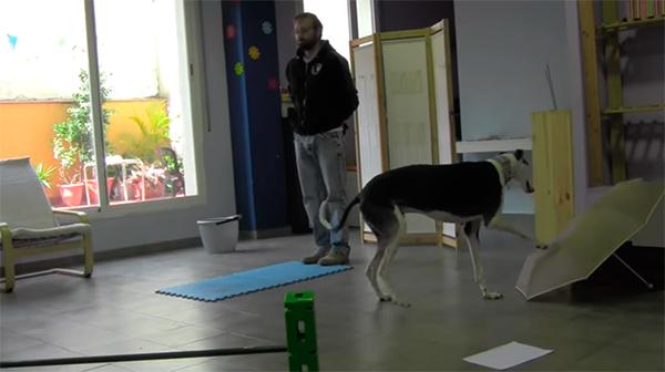 la memoria de los perros puede recordar e imitar nuestras acciones la memoria de los perros puede recordar e imitar nuestras acciones