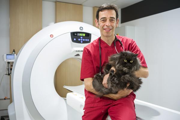 moacuten veterinari