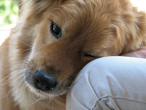 nintildeos y nintildeas viacutectimas de maltrato reciben terapia con perros en los centros de mujeres nintildeos y nintildeas viacutectimas de maltrato reciben terapia con perros en los centros de mujeres
