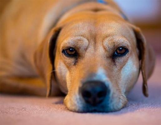 nueva publicacioacuten confirma la eficacia de impromune para tratar la leishmaniosis canina nueva publicacioacuten confirma la eficacia de impromune para tratar la leishmaniosis canina