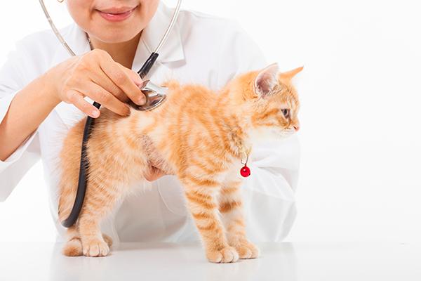 un-nuevo-enfoque-para-la-enfermedad-renal-croacutenica-en-gatos