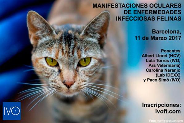 ivo organiza el proacuteximo 11 de marzo un curso especializado en oftalmologiacutea veterinaria felina ivo organiza el proacuteximo 11 de marzo un curso especializado en oftalmologiacutea veterinaria felina