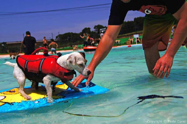 parque acuaacutetico canino un espacio para divertirse juntos parque acuaacutetico canino un espacio para divertirse juntos