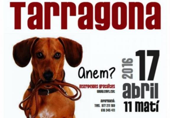 un paseo de mascotas en tarragona para promocionar buenos haacutebitos un paseo de mascotas en tarragona para promocionar buenos haacutebitos