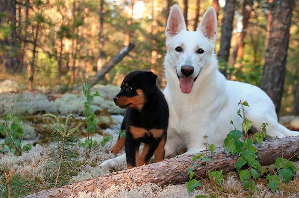 el paso de cachorro a adulto lleva a los perros a cambiar su reaccioacuten ante la voz humana el paso de cachorro a adulto lleva a los perros a cambiar su reaccioacuten ante la voz humana