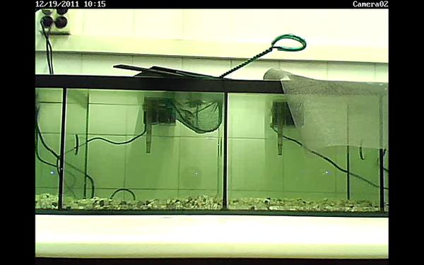los peces podriacutean tener emociones y conciencia los peces podriacutean tener emociones y conciencia