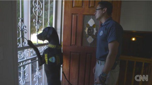 el perro policiacutea que puede localizar archivos porno el perro policiacutea que puede localizar archivos porno