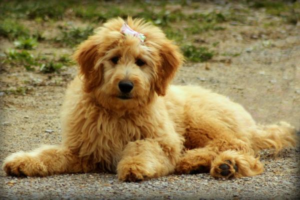 los perros aceleran los avances de nuevos tratamientos contra el caacutencer los perros aceleran los avances de nuevos tratamientos contra el caacutencer