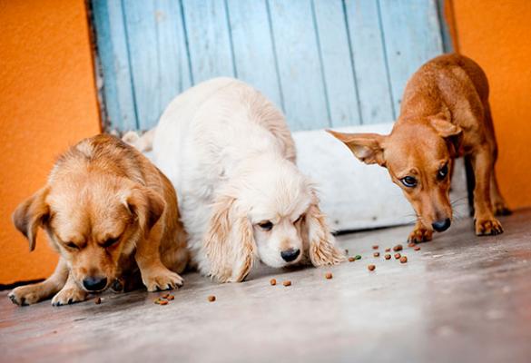 los perros alimentan a sus amigos los perros alimentan a sus amigos