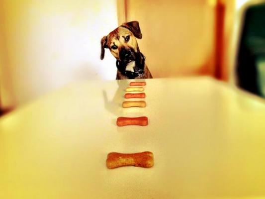 los perros prefieren las felicitaciones de sus duentildeos antes que la comida los perros prefieren las felicitaciones de sus duentildeos antes que la comida