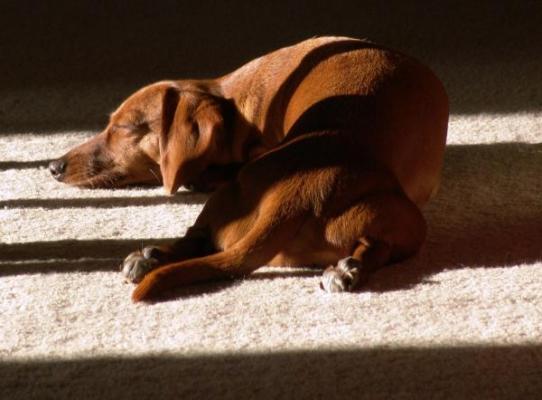 los perros tambieacuten suentildean y lo hacen de forma similar a los humanos los perros tambieacuten suentildean y lo hacen de forma similar a los humanos