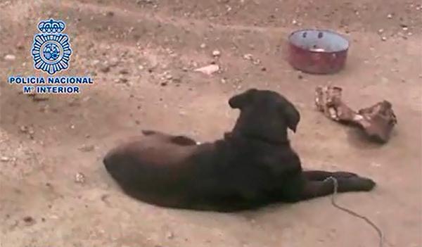 la policiacutea nacional rescata a cuatros perros desnutridos enfermos y en estado de abandono en una finca malaguentildea la policiacutea nacional rescata a cuatros perros desnutridos enfermos y en estado de abandono en una finca malaguentildea