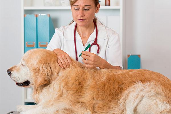 las posibles complicaciones urinarias asociadas al tratamiento con alopurinol en perros con leishmaniosis las posibles complicaciones urinarias asociadas al tratamiento con alopurinol en perros con leishmaniosis